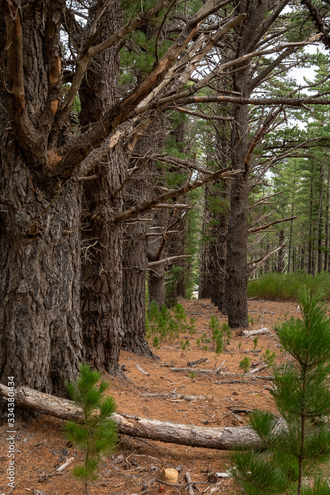 Pine forest with brown buttom and green trees Pine forest with brown buttom and green trees