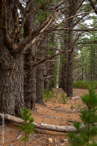 Pine forest with brown buttom and green trees