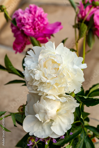 bud of pink and white peony flower in garden