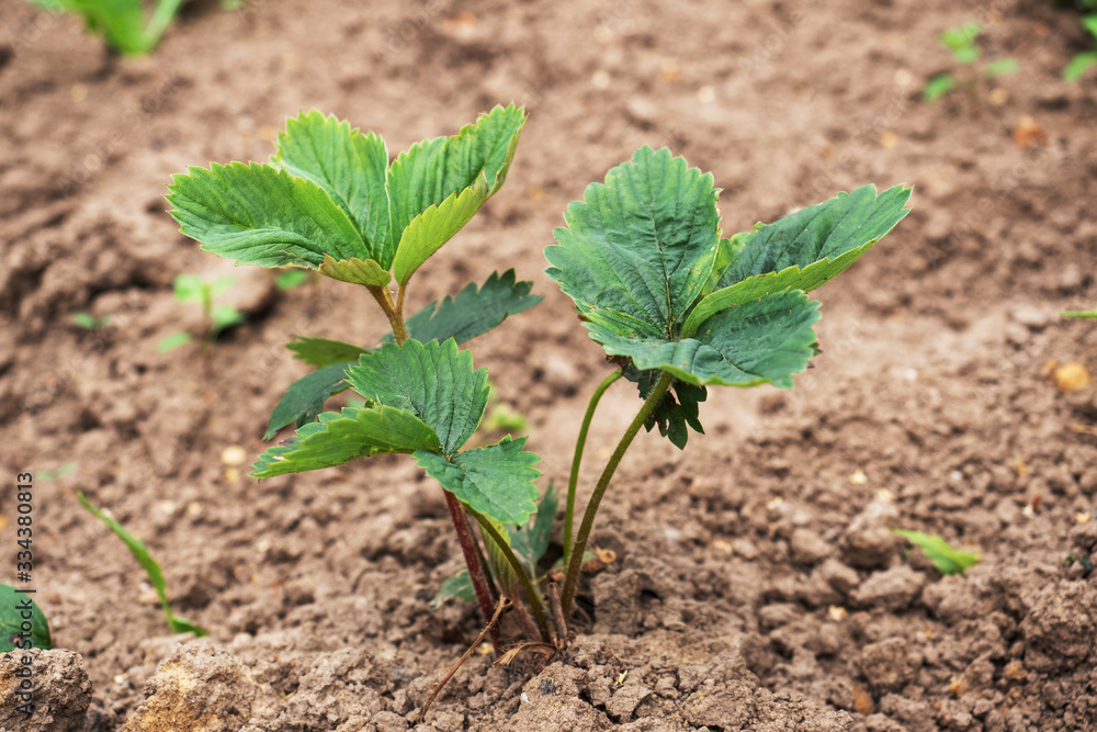 Young strawberry bushes grow in a garden bed. Growing berries in the outdoors. Young strawberry bushes grow in a garden bed. Growing berries in the outdoors.