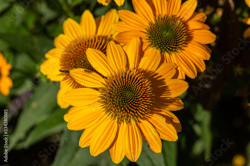 Rudbekia Yellow Daisy flowers in ornamental garden