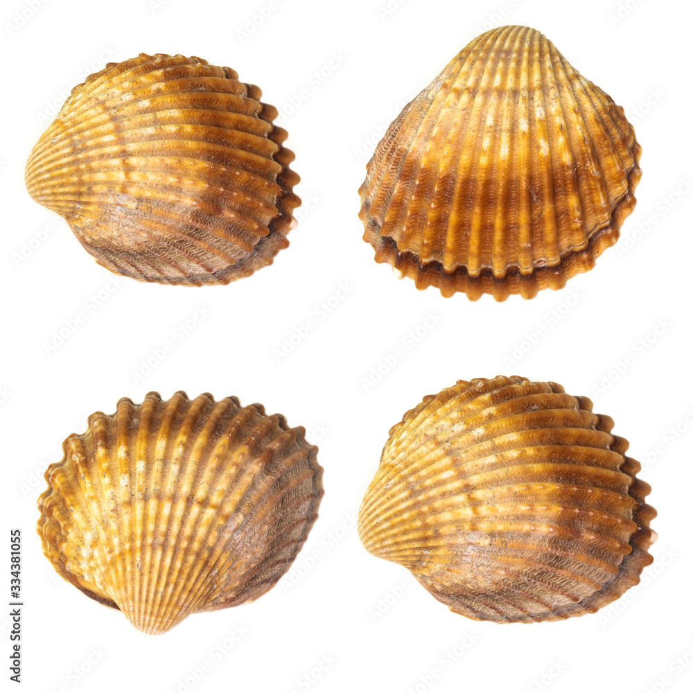Collection of seashells isolated on white background. Full size. Collection of seashells isolated on white background. Full size.