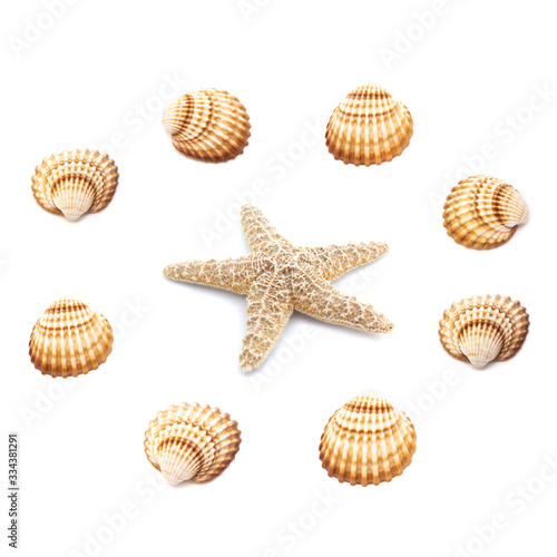Collection of seashells isolated on white background. Full size.