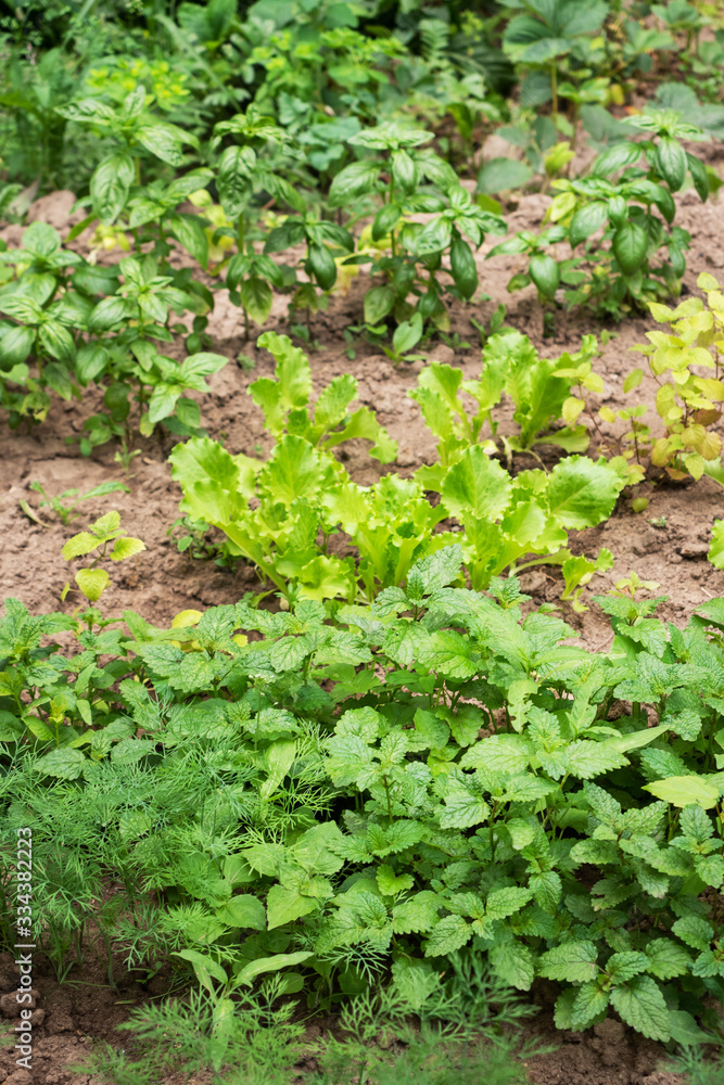 Green grass aromatic spices grow in the bed garden in the garden. Green grass aromatic spices grow in the bed garden in the garden.