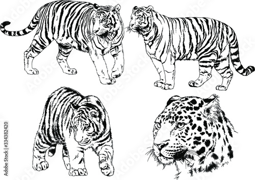 vector drawings sketches different predator   tigers lions cheetahs and leopards are drawn in ink by hand   objects with no background