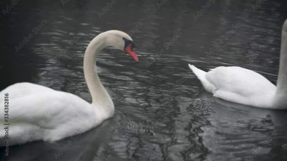Swan floating on the river during cloudy day Swan floating on the river during cloudy day
