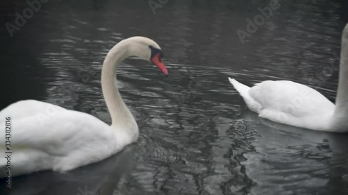 Swan floating on the river during cloudy day