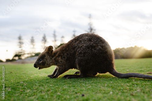 Quokka on Rottnest Island, Perth, Western Australia. The friendliest animal in the world, getting up close to the camera for a selfie.  photo