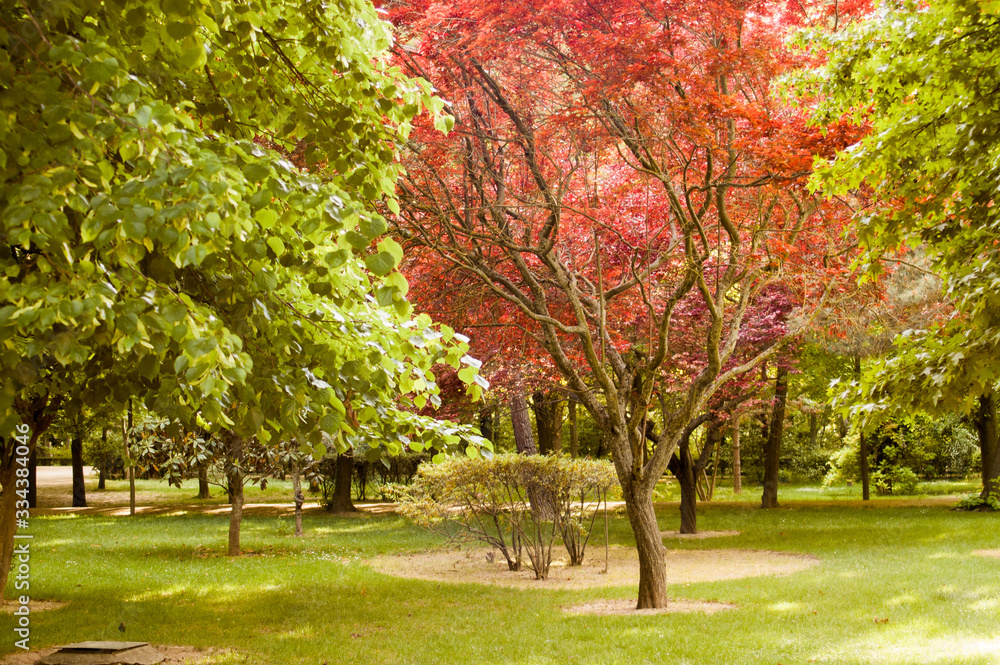 Beautiful spring park landscape with varieties of green and red trees