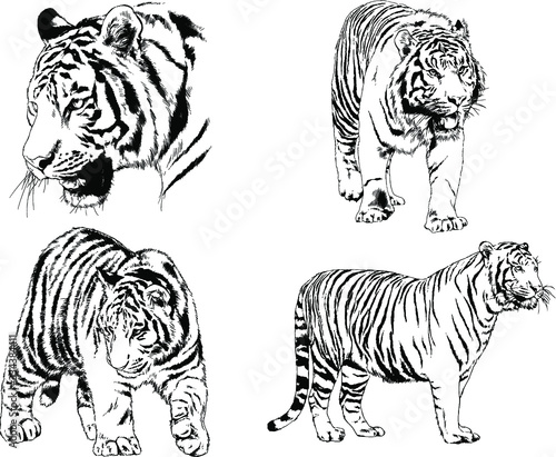 vector drawings sketches different predator   tigers lions cheetahs and leopards are drawn in ink by hand   objects with no background