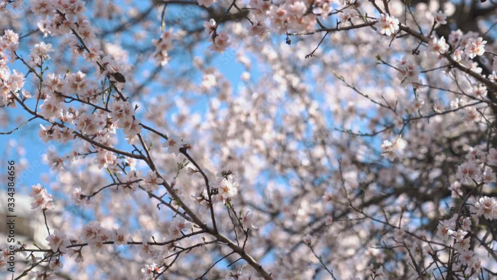 White cherry blossoms swaying in the spring breeze. Natural background. White cherry blossoms swaying in the spring breeze. Natural background.
