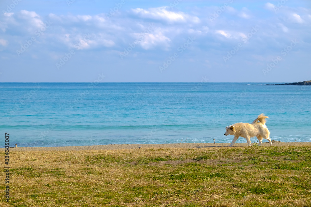 Fototapeta premium Dog walking on the beach