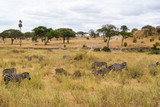 Group of zebras eating pasture in the yellow savannah of Tarangire National Park, in Tanzania