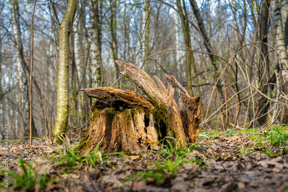 Old pine stump overgrown with moss in the spring forest Old pine stump overgrown with moss in the spring forest