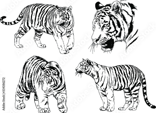 set of vector drawings on the theme of predators tigers are drawn by hand with ink tattoo logos