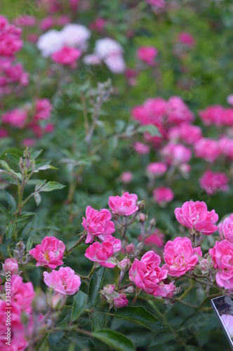 Wallpaper Mural flowers background with bokeh.0 Torontodigital.ca