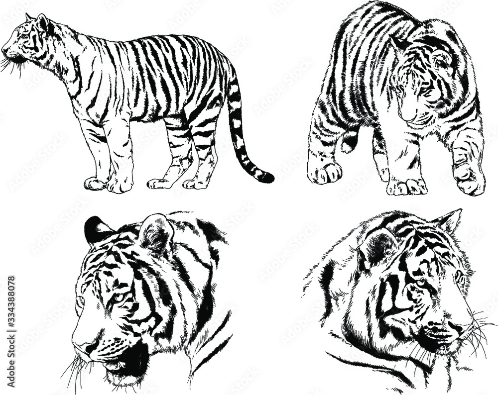 set of vector drawings on the theme of predators tigers are drawn by hand with ink tattoo logos