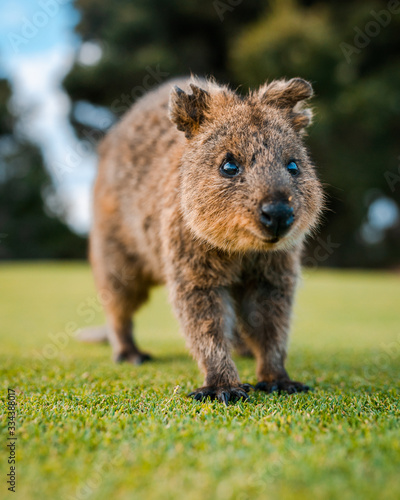 Canvastavla Quokka on Rottnest Island, Perth, Western Australia