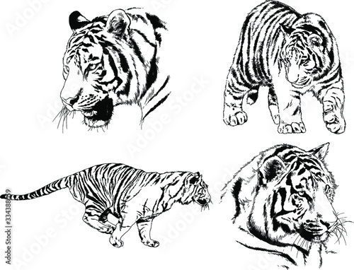 set of vector drawings on the theme of predators tigers are drawn by hand with ink tattoo logos