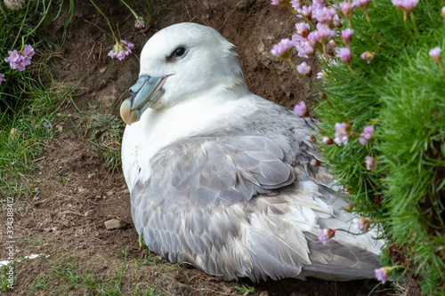 fulmar