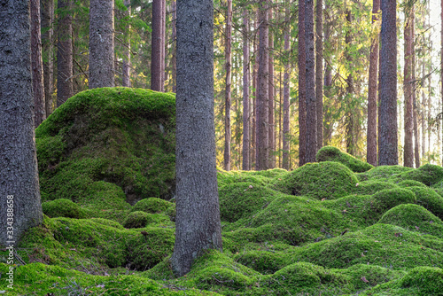 Beautiful pine and fir forest with moss on the ground