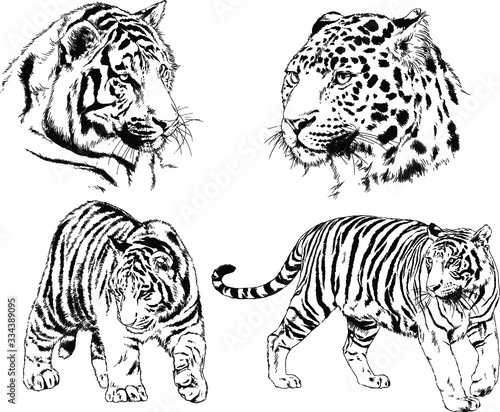 set of vector drawings on the theme of predators tigers are drawn by hand with ink tattoo logos