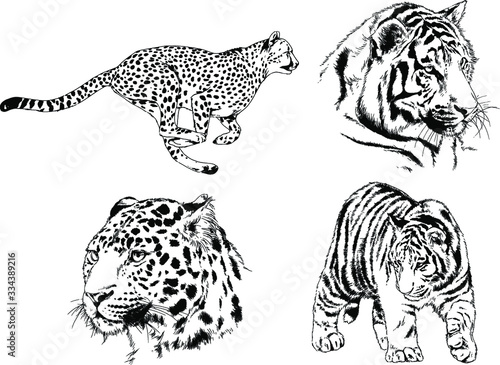 set of vector drawings on the theme of predators tigers are drawn by hand with ink tattoo logos