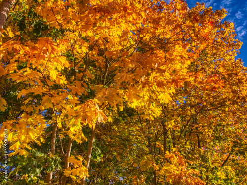 yellow leaves in autumn