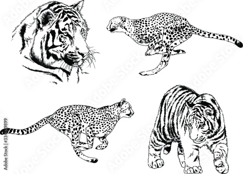 set of vector drawings on the theme of predators tigers are drawn by hand with ink tattoo logos