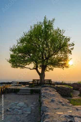 Baum an der Löwenburg bei Bad Honnef Bonn photo