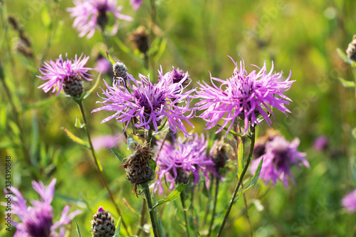 Meadow wild flower growing in the field. Centaurea nigra.