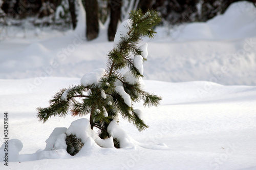 Pine in the snow