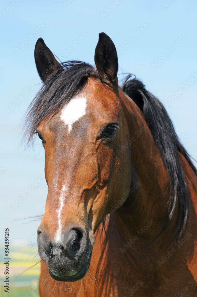 Naklejka premium Deutsches Reitpony