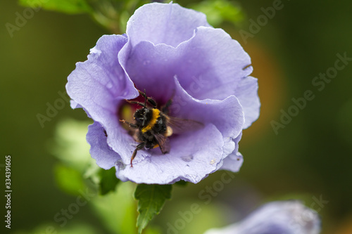 Close-up of a blue hibiscus blossom in full bloom
