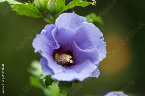 Close-up of a blue hibiscus blossom in full bloom