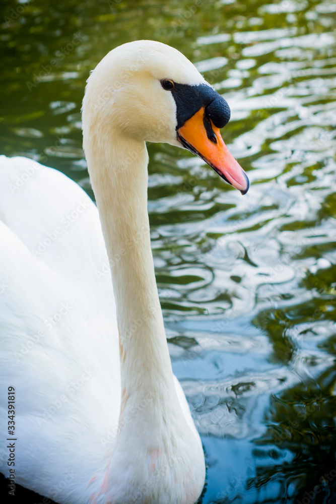 Beautiful white swan on a lake Beautiful white swan on a lake