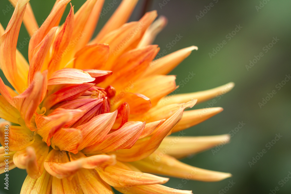 Blossom of a dahlia in yellow, orange and red in full bloom Blossom of a dahlia in yellow, orange and red in full bloom