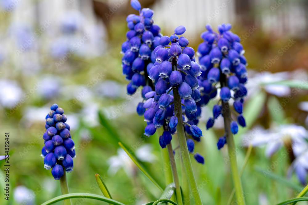 Full blooming of grape hyacinth (Muscari neglectum) Full blooming of grape hyacinth (Muscari neglectum)