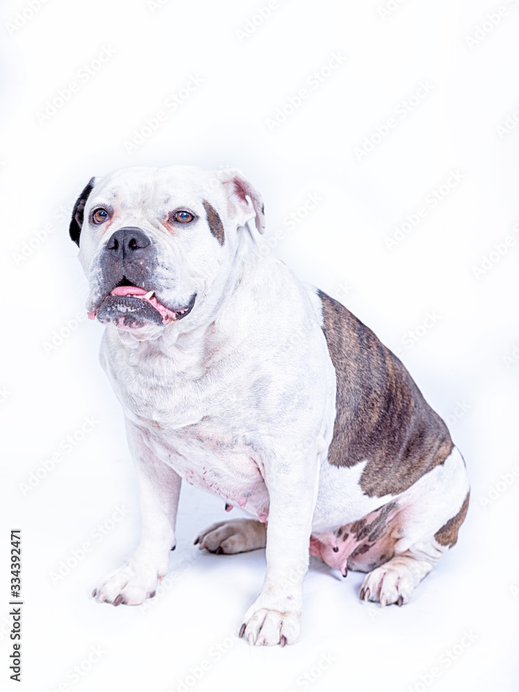 Portret of a white brown old English bulldog breed dog looking straight forward into the camera, on a white background, copy space