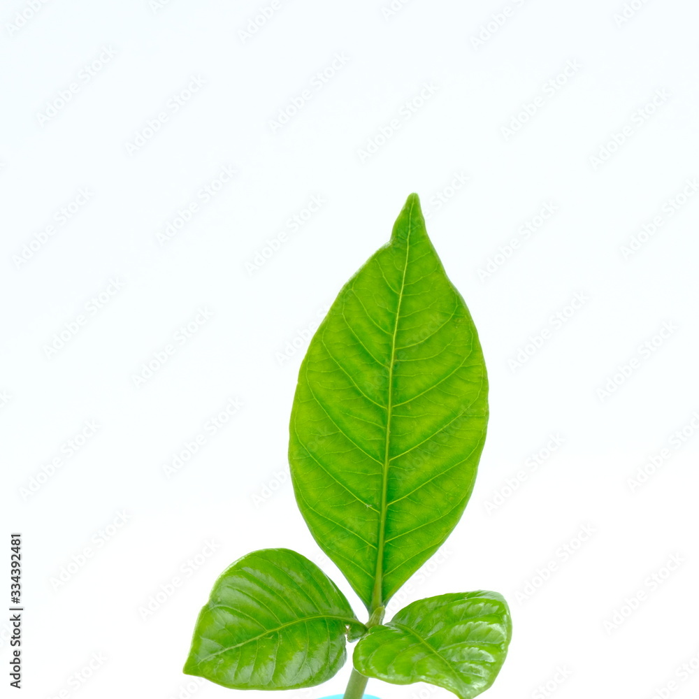 Fototapeta premium Green seedling on white background