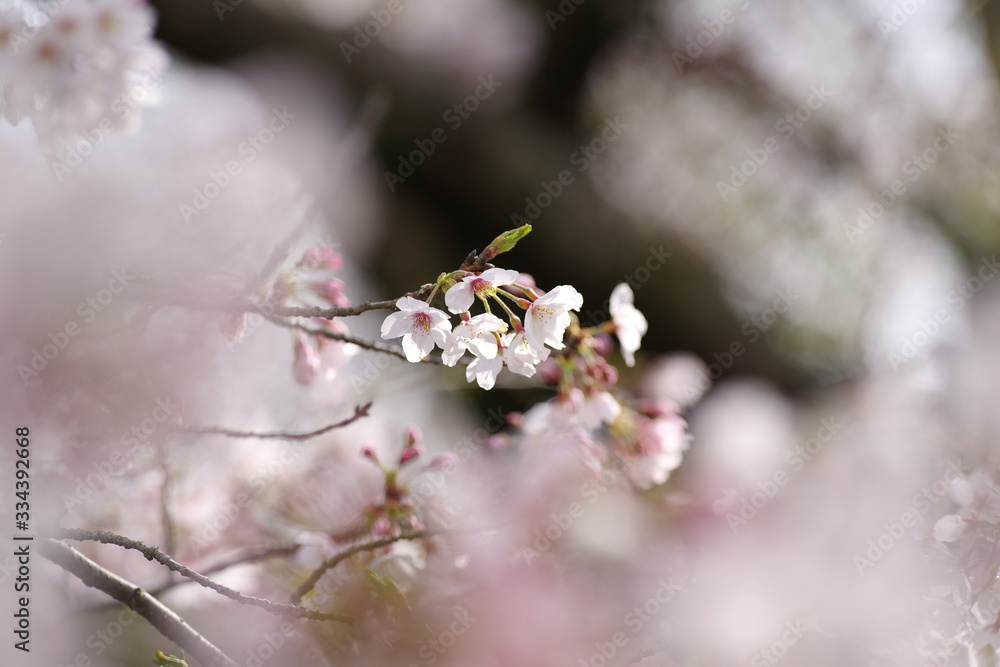 満開の桜