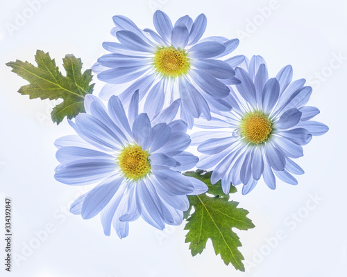 closeup of 3 blue daisies