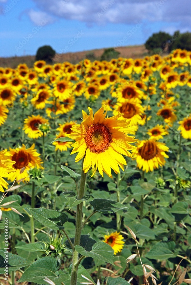 Fototapeta premium Sunflower field in the countryside, Medina Sidonia, Spain.