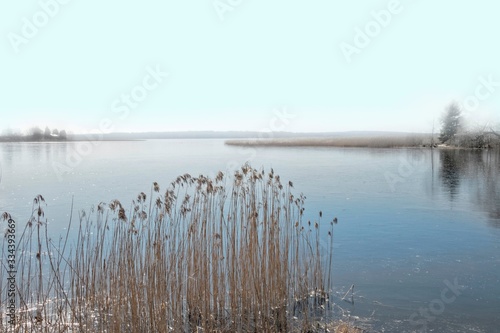Lake shore with reeds and fog