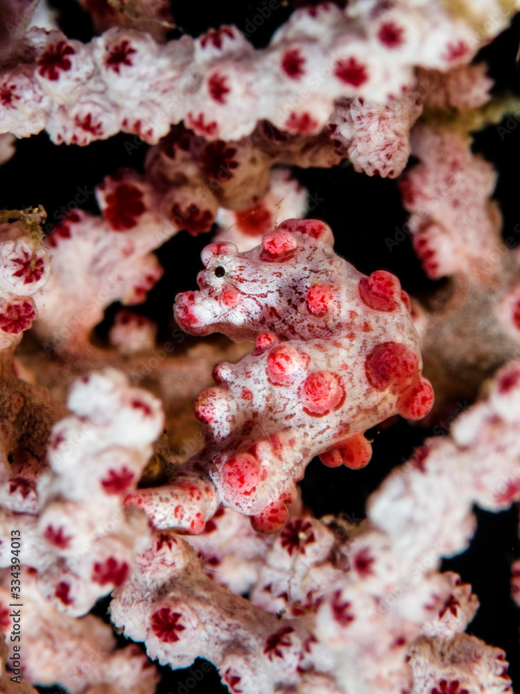 cavalluccio marino pigmy sea horse cavalluccio marino pigmy sea horse