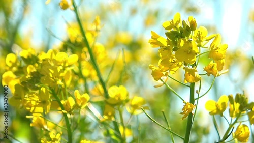 南房総の菜の花畑