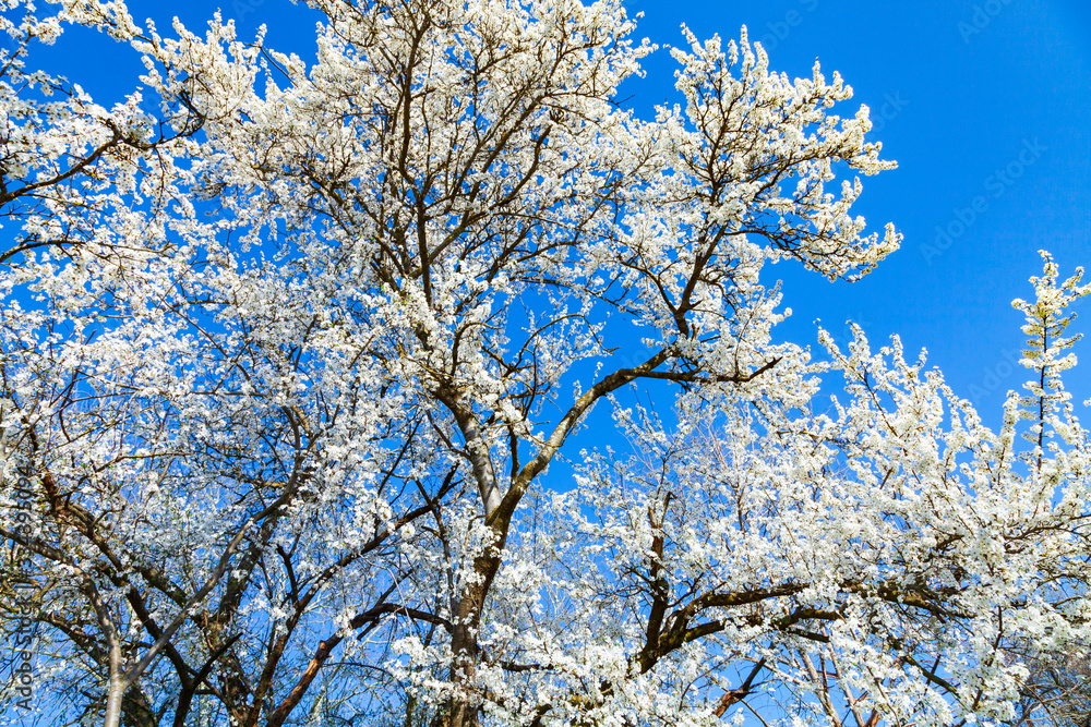Blooming cherry against the sky.