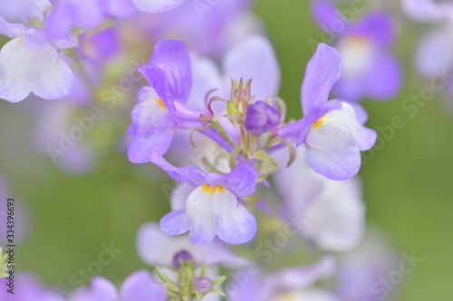 紫の小さな花 © YATA!