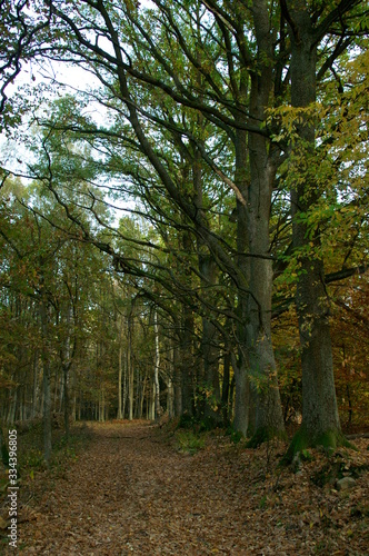 stara droga przez las