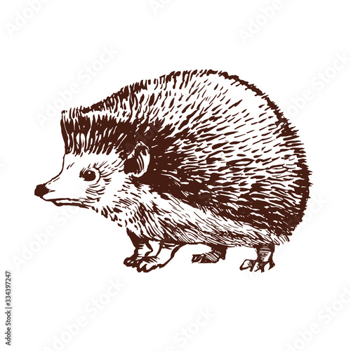 Cute Hedgehog line art on white background. Design for coloring book page. Ink drawing. Hand drawn stock vector illustration